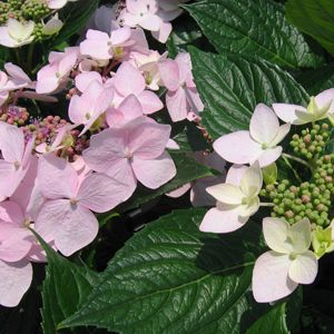 Hydrangea macrophylla 'Normalis'