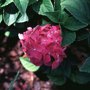Hydrangea macrophylla 'Pia'