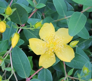 ST. JOHNS WART 'SUNBURST'