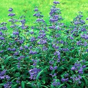 BLUEBEARD 'GRAND BLEU' 