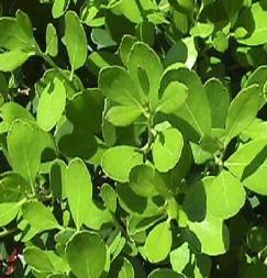 Ilex glabra 'Chamzin'