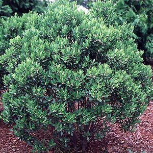 Ilex glabra 'Shamrock'