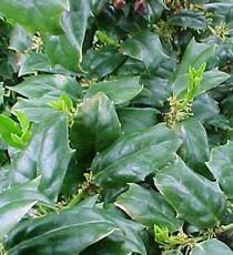 HOLLY 'CHINA PRINCE'