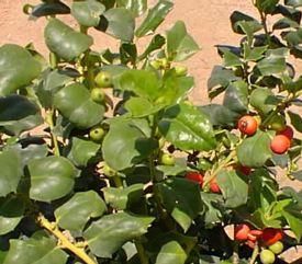 HOLLY 'CHINA PRINCESS'
