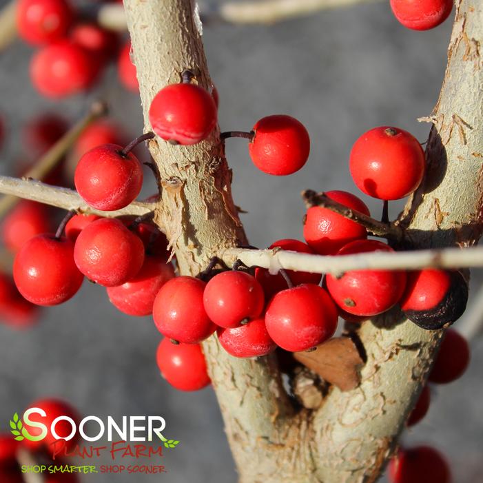 POSSUMHAW 'WARREN