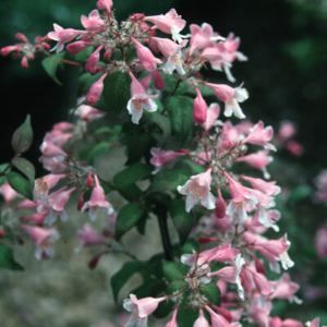 Kolkwitzia amabilis 'Pink Cloud'