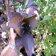 Prunus virginiana 'Canada Red'
