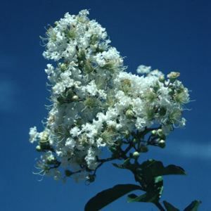 CRAPEMYRTLE 'SNOW'