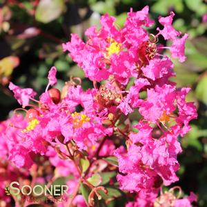 CRAPEMYRTLE 'SACRAMENTO WEEPING'
