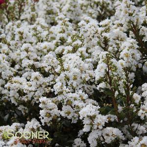 CRAPEMYRTLE 'WHITE CHOCOLATE'