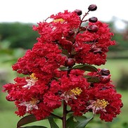Lagerstroemia indica 'Dynamite'