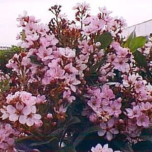 INDIAN HAWTHORN 'PINKIE'