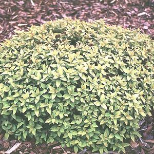 Spiraea japonica 'Mertyann'