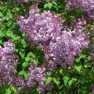 LILAC 'EXCEL'