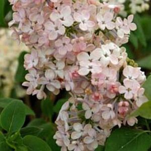 LILAC 'MAIDEN'S BLUSH'