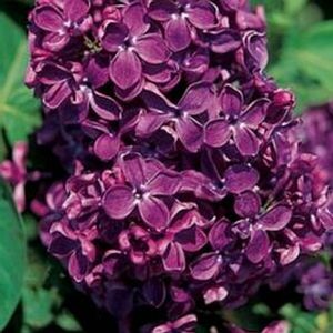 LILAC 'ARCH MCKEON'