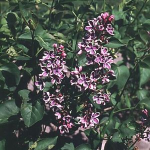 LILAC 'SENSATION'
