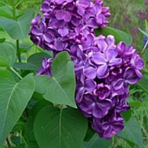 LILAC 'YANKEE DOODLE'