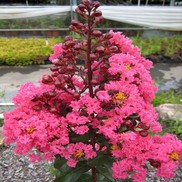 Lagerstroemia indica 'Pink Velour'