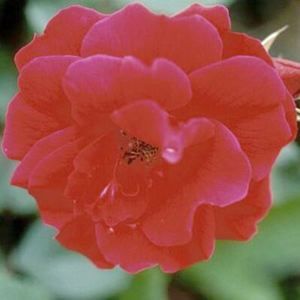 ROSE 'CHAMPLAIN SHRUB'