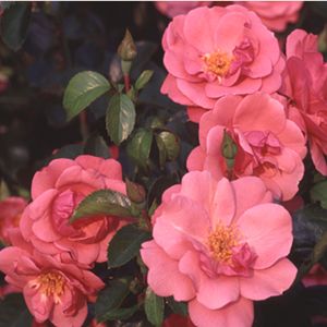 ROSE 'LADY ELSIE MAY SHRUB'