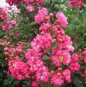 Lagerstroemia indica 'Raspberry Sundae'