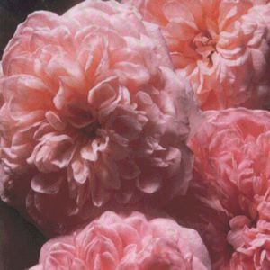 ROSE 'ABRAHAM DARBY ENGLISH'