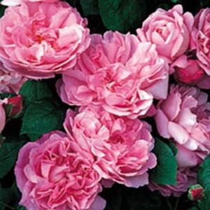 ROSE 'MARY ROSE ENGLISH'