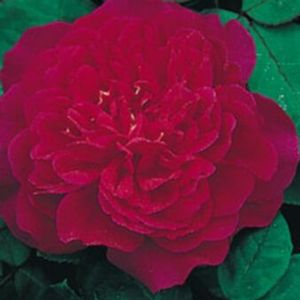 ROSE 'SOPHY'S ROSE ENGLISH'