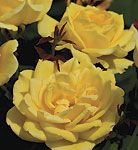ROSE 'CH-CHING SHRUB'