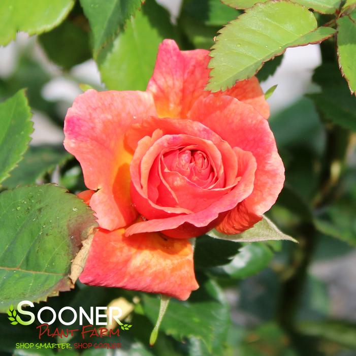 ROSE 'EASY DOES IT SHRUB'