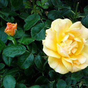 ROSE 'EASY GOING SHRUB'