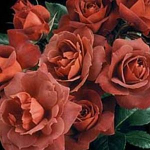 ROSE 'HOT COCOA'