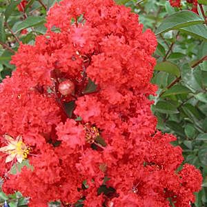 Lagerstroemia indica 'Red Rocket'