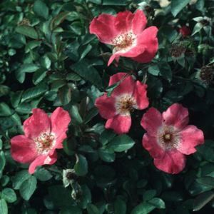 ROSE 'PINK MEIDILAND