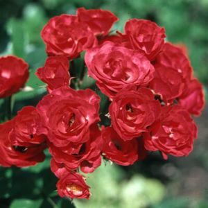 ROSE 'SCARLET MEIDILAND'