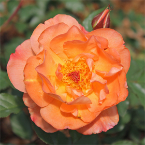 ROSE 'WESTERLAND CLIMBING'