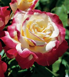 ROSE 'HYBRID TEA DOUBLE DELIGHT'