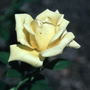 ROSE 'HYBRID TEA HELMUT SCHIMIDT'