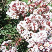 Lagerstroemia indica 'Burgundy Cotton'