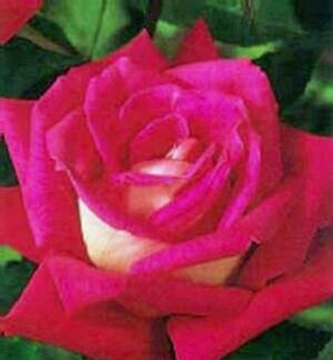 ROSE 'LOVE GRANDIFLORA'