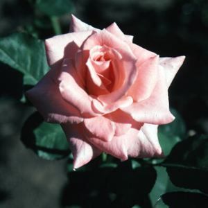 ROSE 'SONIA GRANDIFLORA'