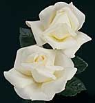 ROSE 'HYBRID TEA HOME AND FAMILY'