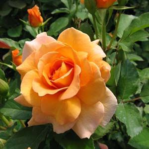 ROSE 'FLORIBUNDA HONEY PERFUME'