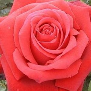 ROSE 'HYBRID TEA INGRID BERGMAN'