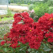 Lagerstroemia indica 'Siren Red'