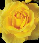 ROSE 'HYBRID TEA MELLOW YELLOW'