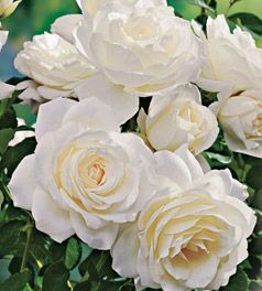 ROSE 'FLORIBUNDA MOONDANCE'
