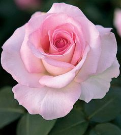 ROSE 'HYBRID TEA PINK PROMISE'