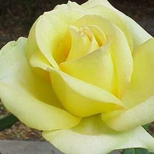 ROSE 'HYBRID TEA ST. PATRICK'